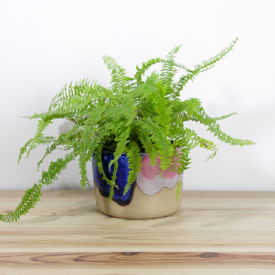 Planter | pink and blue