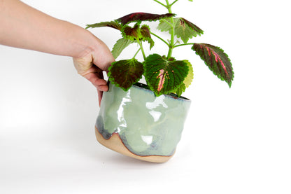 Image d'une main qui pose un cache-pot avec une plante verte dedans.